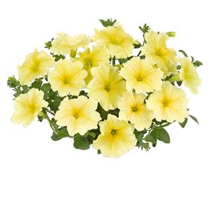 Bild von Petunia P12 Yellow